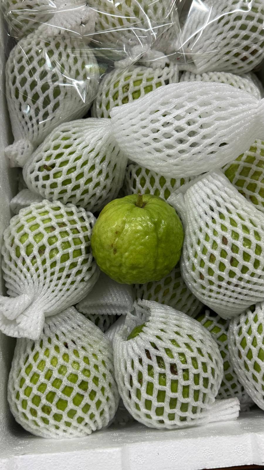 Green guavas each wrapped in white foam netting