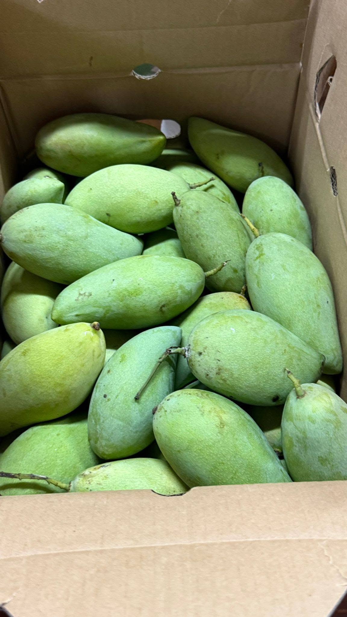 A cardboard box packed with green mangoes