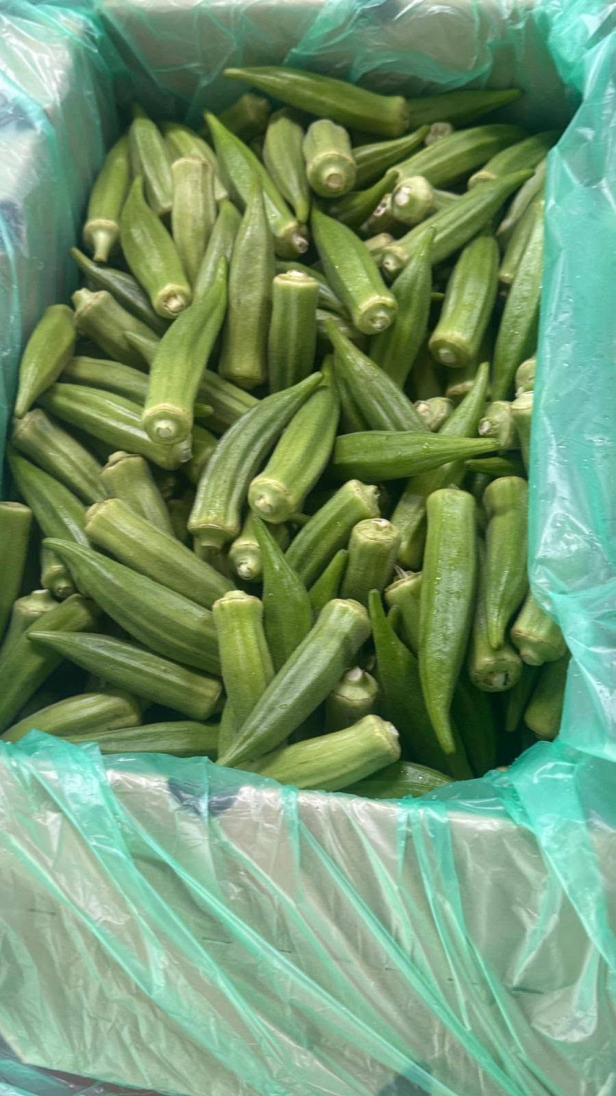 A box of fresh green okra pods lined with green plastic